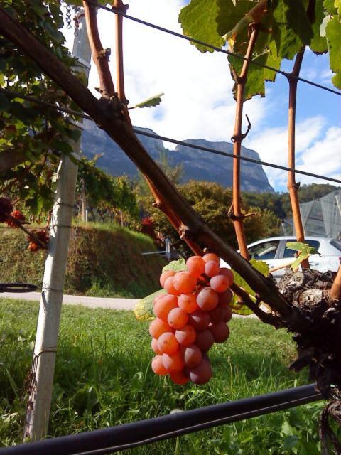 Tinnerhof Appiano Sulla Strada Del Vino Eksteriør bilde